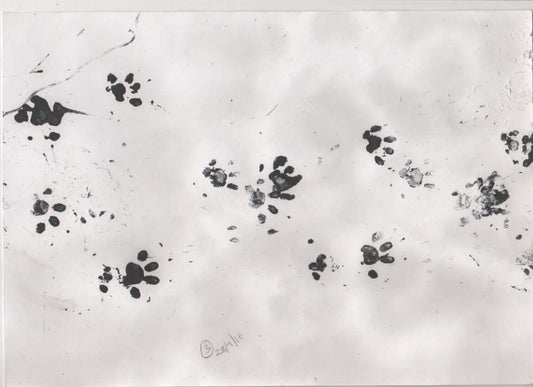 Hedgehog Tracks: Footprints of the Nighttime Wanderer