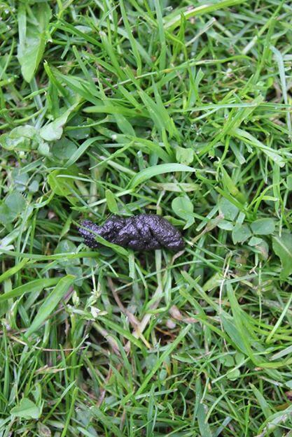 Hedgehog Poop in the UK: An Identification Guide