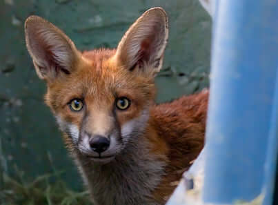 Compassionate Care for Animals: A UK Wildlife Rescue Story