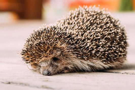 Help! I’ve Found a Hedgehog – What Do I Do?