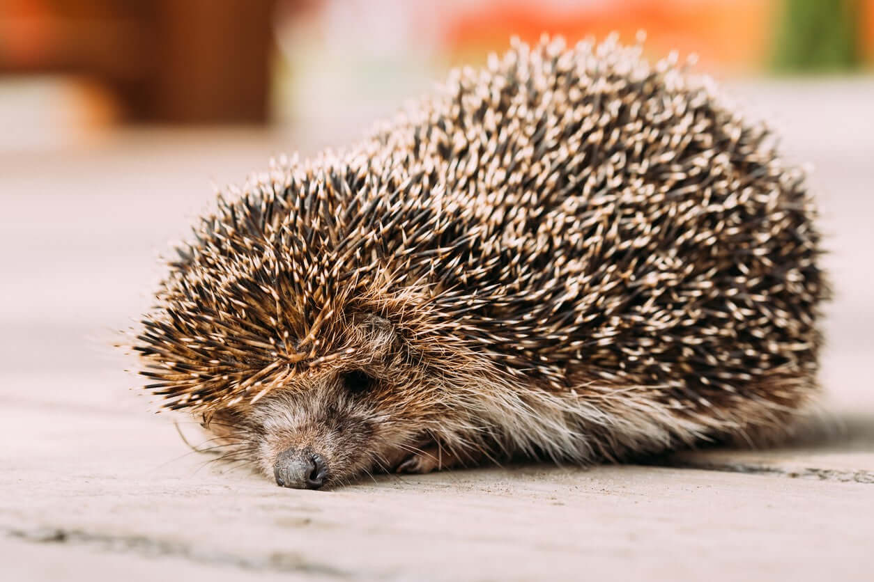 Hedgehog Hospitality: How to Be the Perfect Host for Our Spiky Friends