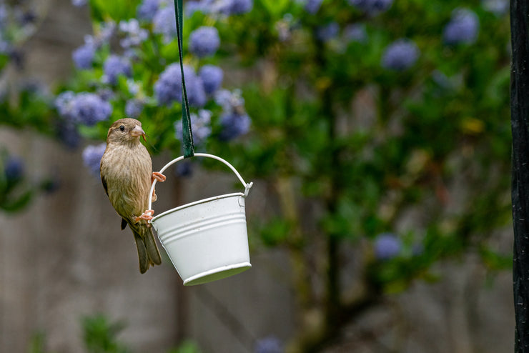 How to Handle a Bird Stuck in Your House