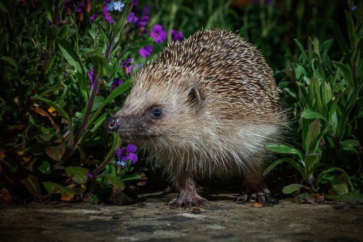 Helping The Hedgehog