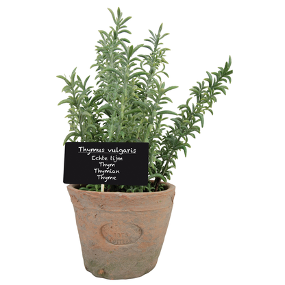 Thyme in Aged Terracotta Pot