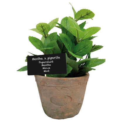 Mint Plant in Aged Terracotta Pot