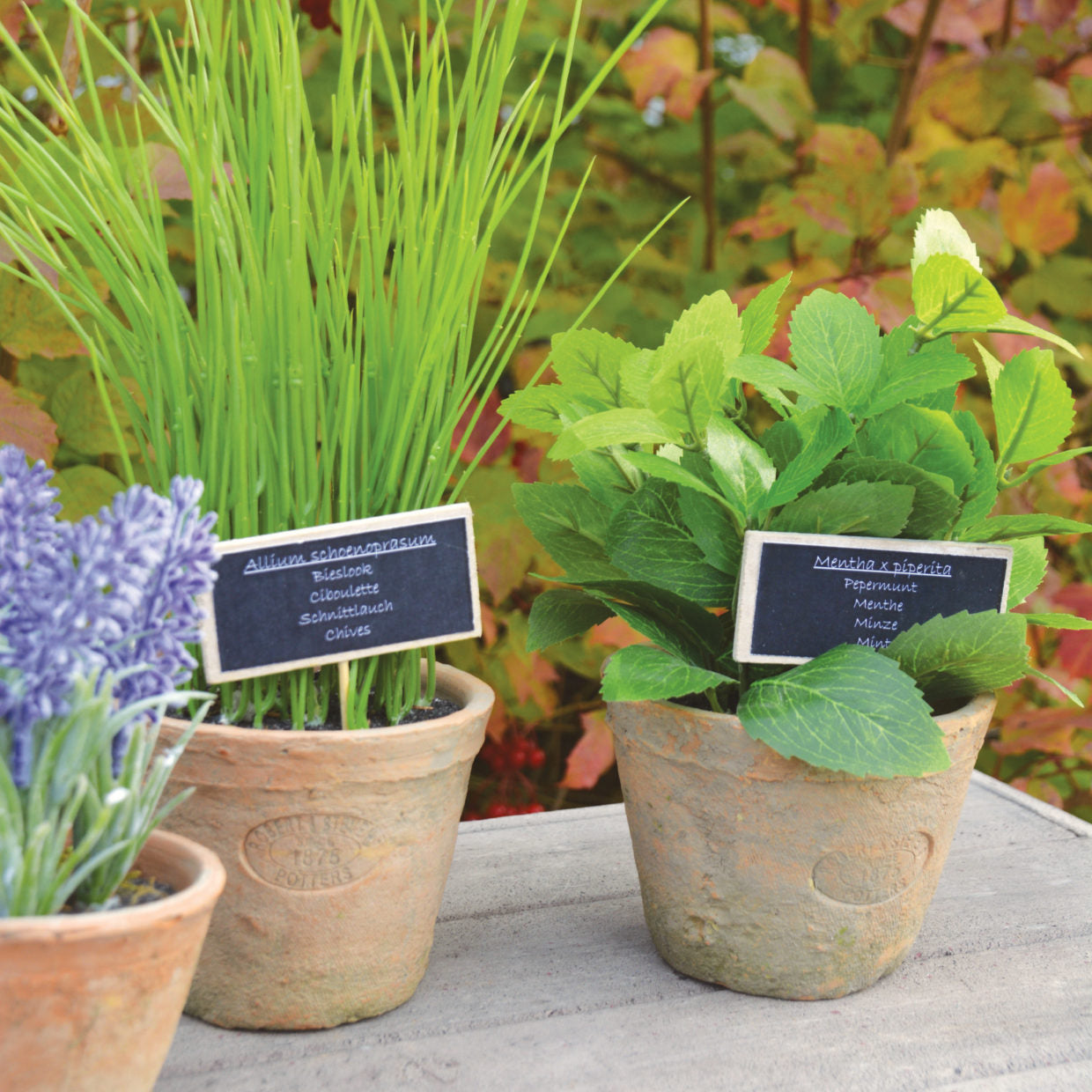 Mint Plant in Aged Terracotta Pot