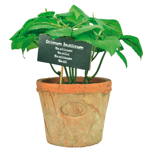 Basil In Aged Terracotta Pot