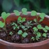 Bee Mix - Tin of Seedballs