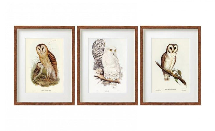 Framed Vintage Owl Prints - Set of 3