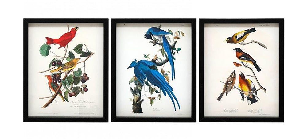 Stunning Set of Three New Framed Bird Prints