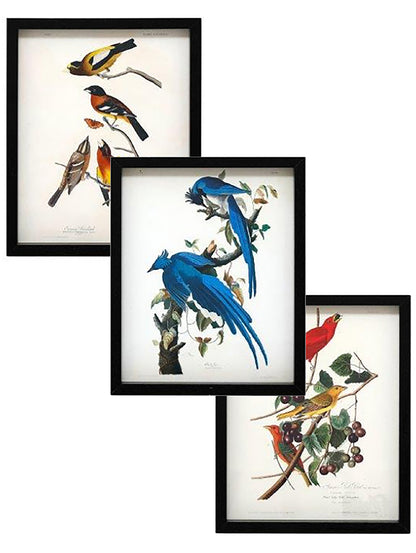 Stunning Set of Three New Framed Bird Prints