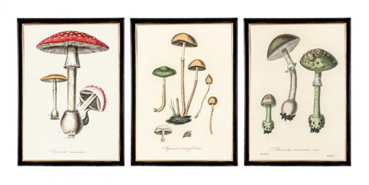 Beautiful Set of Three New Framed Fungi Prints