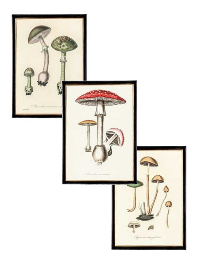 Beautiful Set of Three New Framed Fungi Prints