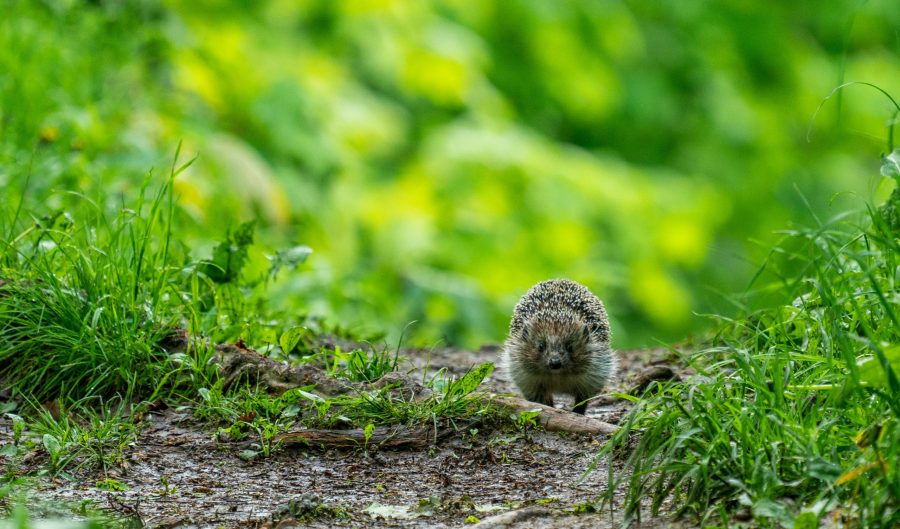 Hedgehog Mix - Tin of Seedballs