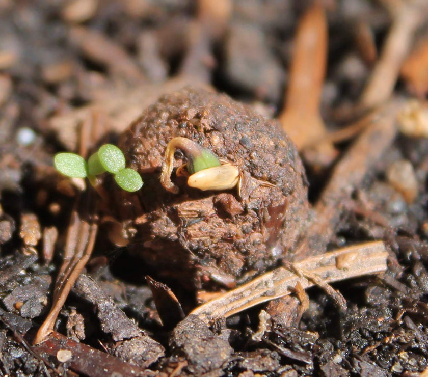 Seedball Garden Meadow Mix