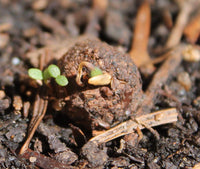 Seedball Garden Meadow Mix