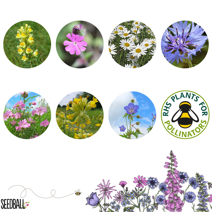 Seedball Garden Meadow Mix